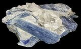 Vibrant Blue Kyanite Crystal In Quartz - Brazil #56925-1